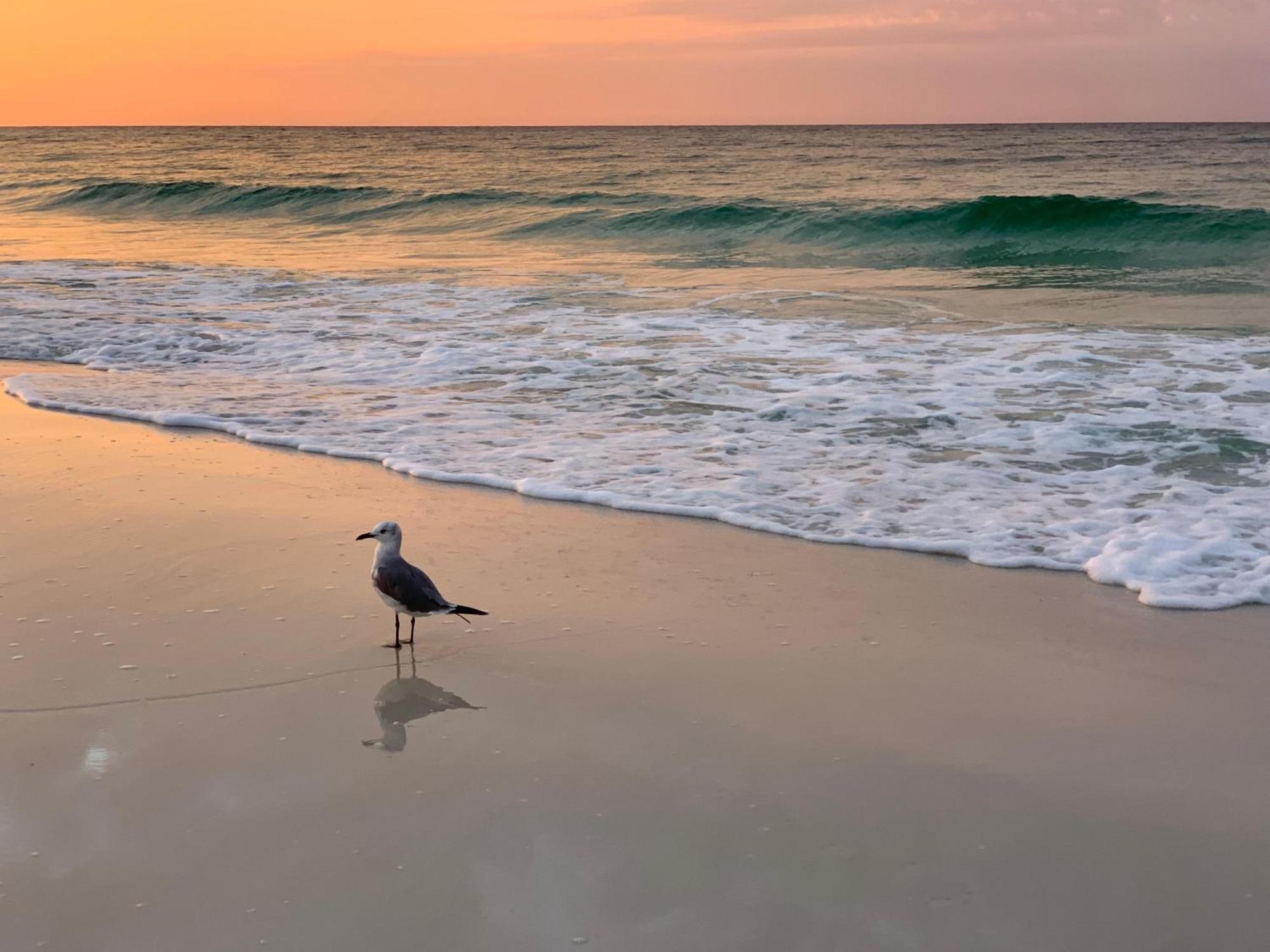 Nautilus 2408 Gulf View 2 Bedroom 4Th Floor Free Beach Service Fort Walton Beach Extérieur photo